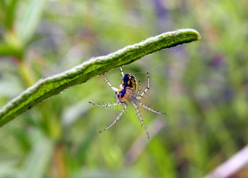 Argiope?